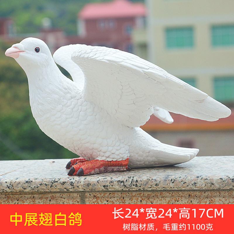 中展翅白鸽