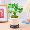 Las plantas hidropónicas traen riqueza de todas partes, plantas hidropónicas de madera de pata de pato, flores en maceta, plantas verdes de oficina, purificación de interiores para la sala de estar