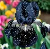 Semillas de rizomas de iris de flor azul, semillas de flores de bulbo, fáciles de cultivar y florecen todo el año, adecuadas para paisajismo de jardines y plantas en maceta
