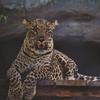 2026 Nuevo Dibujo Animado de Animales Pintura de Diamantes 5D Kit Completo de Pintura de Diamantes DIY Gran Cantidad y Excelente Precio Venta al Por Mayor de Fábrica