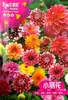 Sementes de Flores Atacado Gipsofila Girassol Cosmos Cem Grama Girassol Mimosa Hortelã Tigela Lótus Lótus