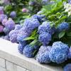 Mudas de hortênsia são plantas de flores em vasos fáceis de cultivar em ambientes internos e florescem o ano todo. as flores grandes no verão são fáceis de sobreviver