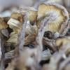 Especialidad de Yunnan Venta al por Mayor Hongos Astados, Hongos Silvestres, Hongos Comestibles para Sopa, Productos Secos, Paquete de 500g, Natural