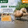 Ovos de pato marinho de criação livre com recifes de mangue autênticos, a gema é esfarelada e oleosa, não excessivamente salgada, ovos salgados prontos para comer, disponíveis a granel por caixa