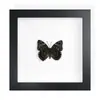 Mariposa Real, Especie Preciosa de Verano, Mariposa Rara, Mariposa Pequeña de Cinta Verde, Adorno de Escritorio, Espécimen de Regalo, Pintura Decorativa, Espécimen de Mariposa