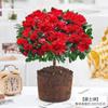 Borda Dourada Ruxiang bonsai perfumado com botões de flor tronco velho sala de estar interna flor de Ano Novo planta verde resistente ao frio flores que florescem nas Quatro Estações