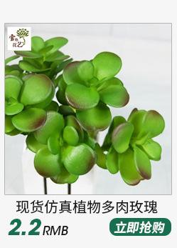 多肉植物_03.jpg