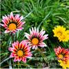 Sementes de Centáurea Perene no Atacado de Várias Regiões, Sementes de Dianthus Multicolores, Flores Medicinais, Flores de Trigo Gigantes, Sementes para Jardinagem