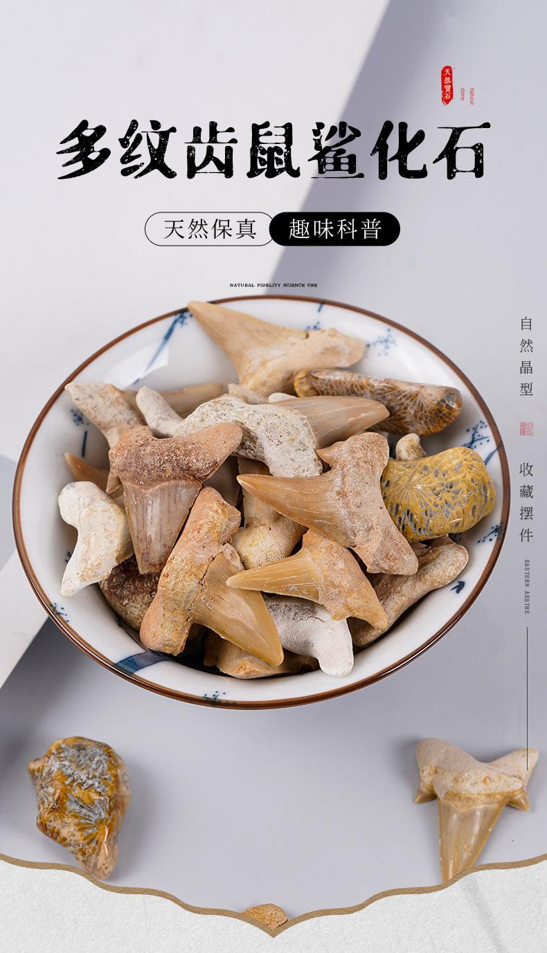 化石模板_01.jpg