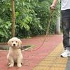 Correa para Perro Cadena P Retráctil Entrenamiento para Perros Perro Pequeño, Mediano y Grande Cuerda Cadena para Perro Suministros para Mascotas
