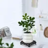 Bambu da Sorte, Bambu Lótus, Plantas em Vasos para o Escritório, Plantas que Simbolizam Avanço na Carreira, Bambu Micro-Paisagem, Plantas Verdes de Mesa, Bonsai Fácil de Cuidar