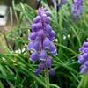 Bulbos e sementes de Jacinto para cultivo hidropônico em ambiente interno, cultivo em solo no inverno, flores de vaso resistentes e fáceis de cultivar