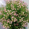 Plántulas de Rosa Gypsophila Ultra Finas, Plántulas de Rosas Florecientes, Florales de Maceta de Cuatro Estaciones, Plantas Trepadoras, Rosales y Plantas Verdes