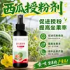Medicina para la Polinización de la Sandía Protege Flores y Frutos Agranda los Frutos Aumenta la Tasa de Cuajado de Frutos Un Rociado es Efectivo Rociar Medicina para la Floración de la Sandía
