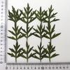 Hoja de crisantemo de azufre, flor natural real, material en relieve, pegamento en gota, flor seca, funda para teléfono móvil, planta de bricolaje, espécimen didáctico
