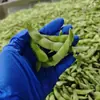 Edamame en Vaina Congelado Rápido Grado Exportación de Taiwán, 75 Tesoros Verdes, Disponible para Suministro Inmediato, Edamame Fresco Congelado para Procesamiento, Venta al por Mayor Disponible