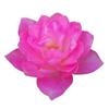 Dropshipping Tianhe Starry Rose Miniatura Arbusto Multi-Cabeças Multi-Estação Mini Rosa Flor de Varanda em Forma de Lótus