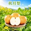 Pera Qiuyue de Laiyang, Shandong, envio direto 3/5/ 4,5kg unidades, redonda, crocante, doce, suculenta, caixa de presente, embalagem colorida, fruta fresca