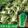Tipo Verde Oleoso Beijing No. 3 Semillas de Repollo Huerto de Campo Repollo de Invierno Semillas de Repollo Envueltas con Hojas Suaves