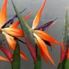 Pájaro del Paraíso de Goma Suave Flor Artificial Individual Grande de Madera de Arándano Flor Falsa de Plástico Adornos de Decoración para el Hogar Chino Fotografía de Bodas
