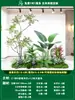 Paisagismo de Planta Artificial Varanda Arranjo de Paisagem Escada Interna Sob Árvore de Flores Artificiais Decoração Biomórfica Planta Verde Paisagismo Combinação