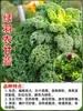 Semillas de impermeable polvo comestible repollo de primavera plántulas de verdura de cuatro estaciones plántulas moradas repollo verde plántulas de col rizada col rizada verde
