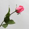Simulação Mãos Hidratantes Botão de Rosa Casamento Mãos Segurando Rosa Hotel Decoração de Casa Fotografia Flores Artificiais