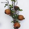 Ramas Artificiales de Granada, Frutos de Granada y Caqui, Accesorios de Fotografía, Decoración del Hogar, Frutas Artificiales, Flores Falsas, Venta al por Mayor, Comercio Exterior