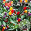 Mudas Coloridas de Pimenta em Vaso São Comestíveis e Ornamentais, Mudas de Pimenta Coloridas e Levemente Picantes São de Alta Produtividade e Podem Ser Plantadas em Massa por Pessoas Preguiçosas em Todas as Estações