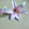 Flores de Lirio de Seda Artificial Cabeza de Flor de Lirio para Boda 18cm Arco de Lirio Falso Decoración Flores Falsas Mayoreo