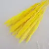 Pequeno Junco Flores Eternas Buquê de Flores Secas Capim dos Pampas DIY Materiais Florais Decoração Capim dos Pampas Amazon Atacado Flores Eternas