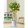 Planta de Limoeiro em Vaso com Frutos, Planta Verde Comestível, Grande para Sala de Estar Interna Varanda, Planta de Floração Quatro Estações, Fácil de Manter