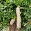 Sementes de Rabanete Branco Yangchun Dayu, Sementes de Rabanete Coreano Branco de Raiz Longa, Vegetais para Cultivo em Horta e Campo