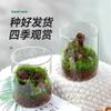 Botella Ecológica de Micro-Paisaje Florero de Vidrio de Alto Borosilicato Tanque Decorativo de Vidrio para Sala de Estar Florero Grande Hidropónico de Escritorio
