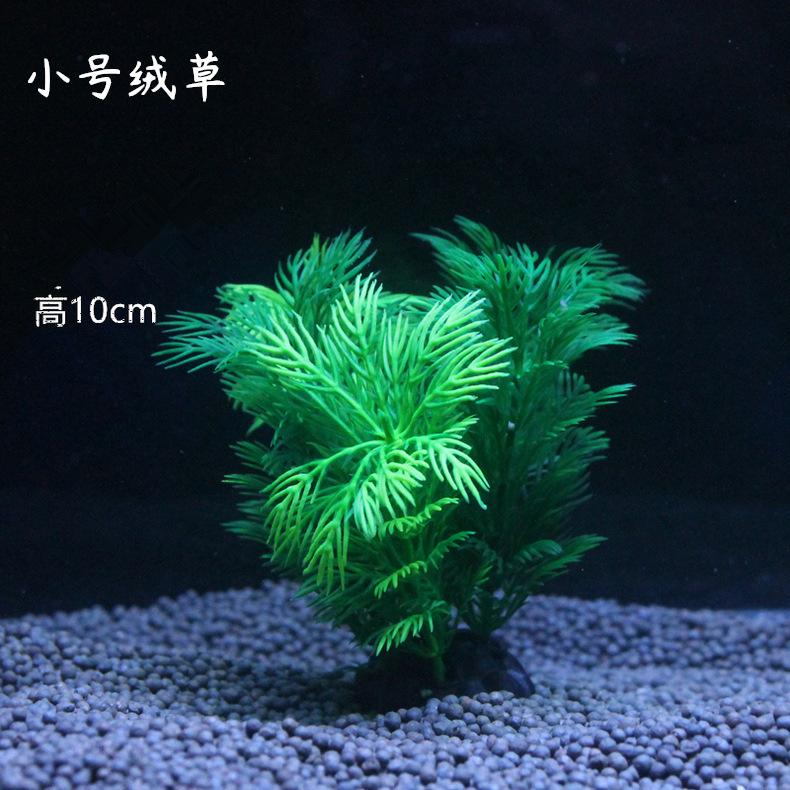 10厘米小绒草