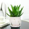 Aloe Vera en Maceta Interior Eliminación de Formaldehído Purificador de Aire Planta Verde Escritorio de Oficina Suculenta Fácil de Cultivar Flores y Cactus Todo el Año