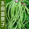 Sementes de Feijão Sem Casca Horta Varanda Vasos Feijão Rei Sem Casca Feijão Verde Original Sementes de Feijão Verde Longo Sementes de Legumes