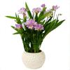 Bulbos de Alyssum Importados, Fresias de Doble Floración, Florecen en Todas las Estaciones y Son Buenas para Alimentar Florales Ornamentales, Florales en Maceta y Semillas de Plantas
