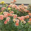 Rosas Trepadoras de 1.5 m con Aroma Fuerte, Plantas Trepadoras para el Jardín, Rosas en Maceta de Floración Multitemporada que Florecen Todo el Año