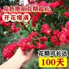 Mudas de Resedá Flores de Pátio Mudas Grandes Sala de Plantas Exterior Vermelho Roxo Mudas de Resedá Paisagismo de Vilas Plantas em Vasos Dropshipping