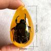 Colgante de Ámbar con Espécimen de Insecto Real Ámbar Insecto Gota de Agua con Forma de Insecto Escorpión Mariposa Abeja Flor Ámbar Transmisión en Vivo Venta al por Mayor