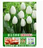 Venta al por mayor de 5 bulbos de tulipán en stock, florecen en todas las estaciones, fáciles de cuidar, adecuados para cultivo hidropónico, de pétalos dobles, para cultivo en tierra o maceta en el balcón