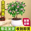 Planta en Maceta Daphne de Phnom Penh, Plántula de Semillero de Pila Vieja de Aroma Fuerte con Capullos, Planta de Flor para Balcón Resistente al Frío, Flor de Interior, Flor de Nochevieja