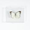 Adorno de mariposa real, alas de mariposa real, regalo de cumpleaños creativo para estudiantes, caja transparente