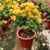 Buganvília em seu Vaso e Terra Originais, Planta de Vaso Púrpura de Yunnan, Florindo em Todas as Estações, Fácil de Manter para Varanda e Jardim