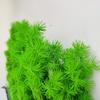 Flor de Pino Penglai Eterna Arte Jardinería Arreglo Floral Decoración del Hogar Planta Natural Producción Planta Verde Flores Secas en Relieve