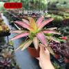 Piña Llena de Agua Linda Piña Colorida Tanque de Selva Tropical Plantas Acuáticas Ecológicas de Agua y Tierra Tanque para Reptiles Paisajismo Plantas Comunes