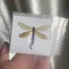 Venta Directa al Por Mayor de Fábrica de Especímenes Reales de Mariposas con Alas Extendidas, Diversos Insectos y Escarabajos, Accesorios para Fotos, Educación Científica, Especímenes Naturales
