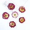 Gradiente Dos Tonos Rosa Al Por Mayor Flor Real Relieve Muestra Cara Relieve Lámpara de Mesa Pegatina de Vela Flor Seca Hecho a Mano Bricolaje