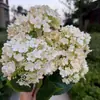 Juego de 7 flores de hortensia artificiales, perfectas para arreglos florales de boda, decoraciones de pared, decoraciones de pasillo, arreglos de suelo, exhibiciones florales de exterior y decoraciones de salón de bodas